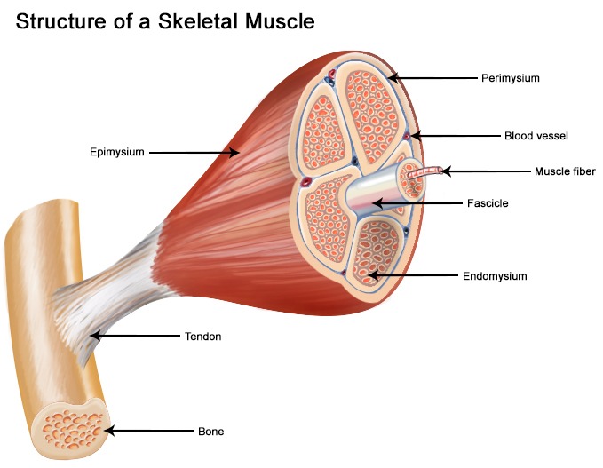 Seer Training  Structure Of Skeletal Muscle