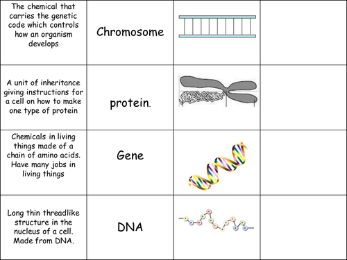 Ocr B St Lesson Dna And Genes Worksheet For Dna Structure