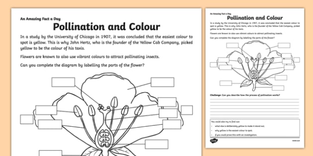 Pollination And Color Worksheet   Worksheet