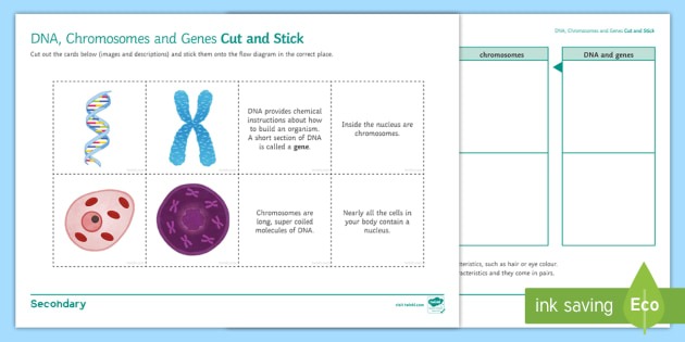Dna, Chromosomes And Genes Cut And Stick Worksheet   Worksheet