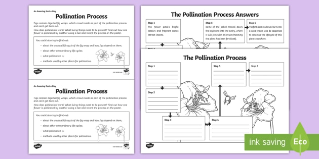 Pollination Process Worksheet   Worksheet