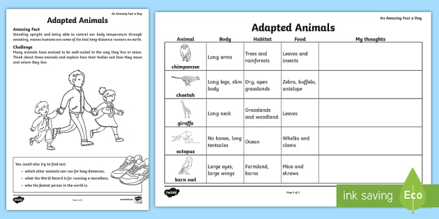 Adapted Animals Worksheet   Worksheet