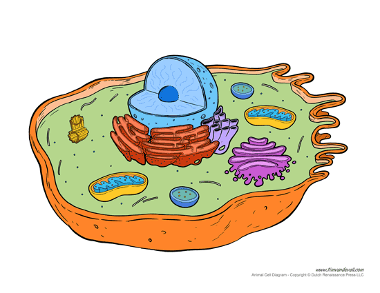 Animal Cell Diagram Worksheet