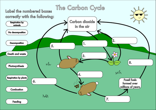 The Carbon Cycle