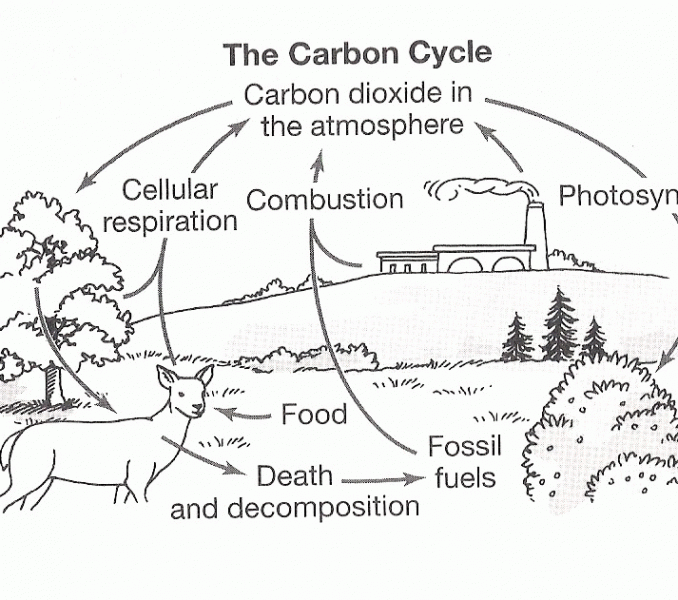 Carbon Cycle Coloring Worksheet Carbon Cycle Coloring Worksheet