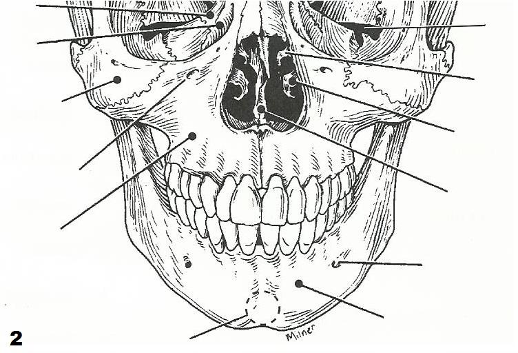Exercise 10  The Axial Skeleton Flashcards