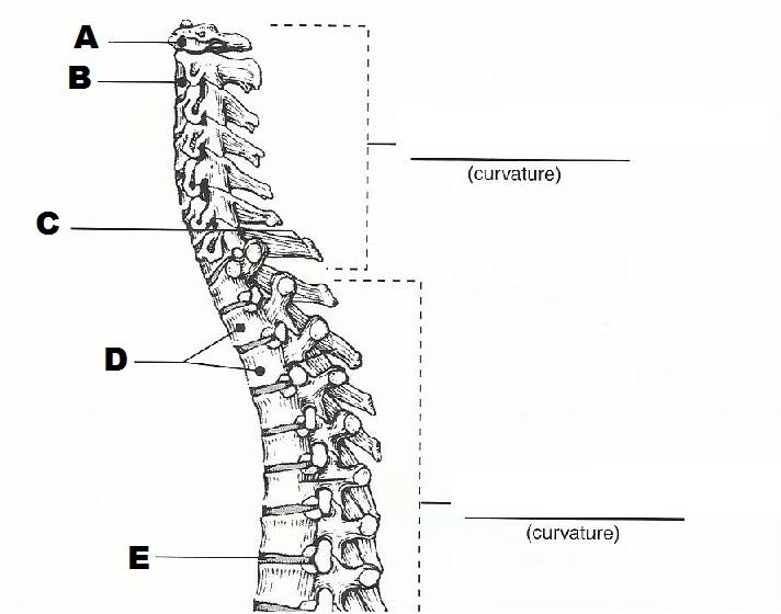 Exercise 10  The Axial Skeleton Flashcards