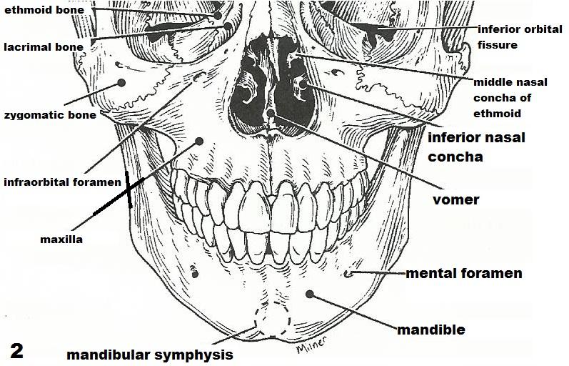 Exercise 10  The Axial Skeleton Flashcards