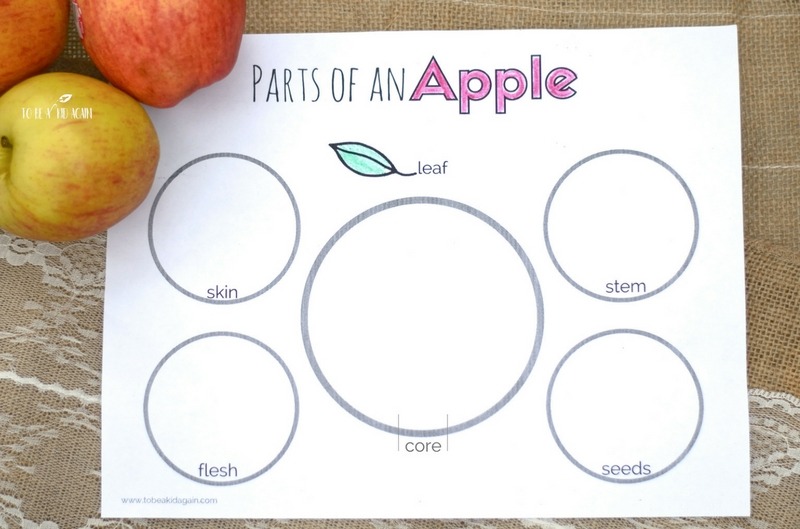 Parts Of An Apple  Activity + Free Printable