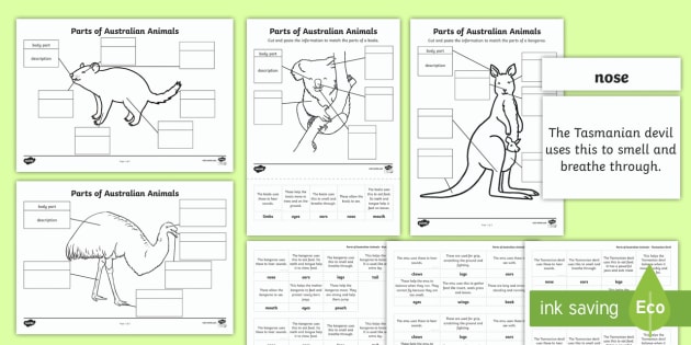 Parts Of Australian Animals Cut And Paste Worksheet   Worksheet