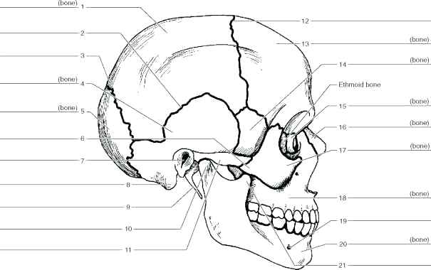 Axial Skeleton Skull Worksheet Worksheets For All