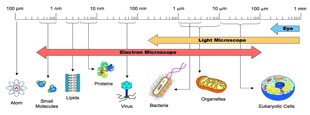 2 1 Cell Theory