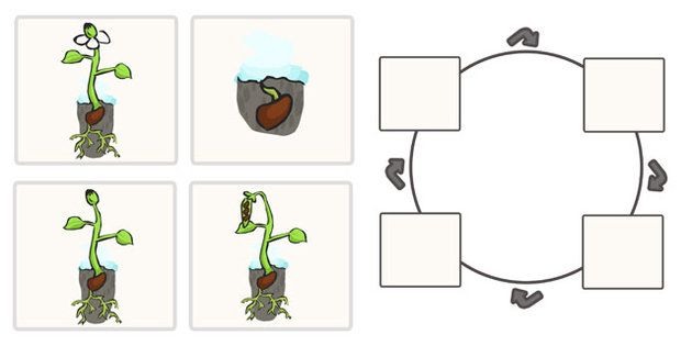 Bean Life Cycle Worksheets
