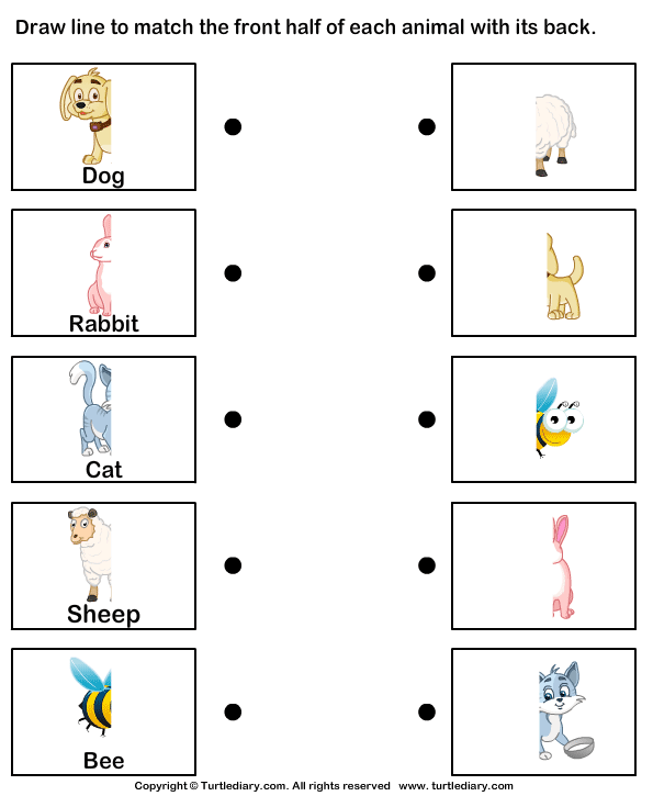 Animal Body Parts Worksheets For Kids