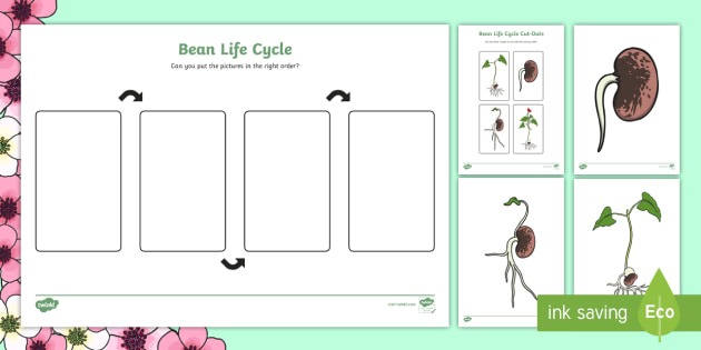 Life Cycle Of A Bean Worksheet And Resource Pack