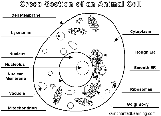 Plant And Animal Cell Organelle Answers