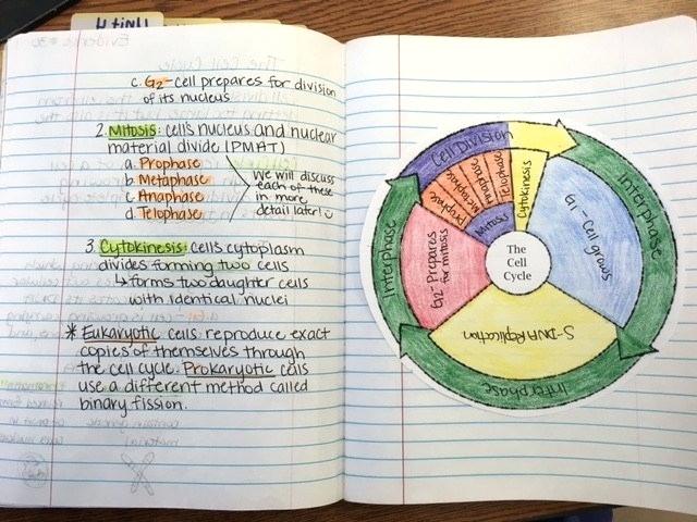 Cell Coloring Worksheet Middle School â Highfiveholidays Com