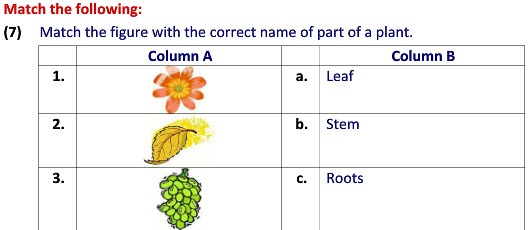 Online Evs Practice Worksheets Types Of Plants Worksheets For
