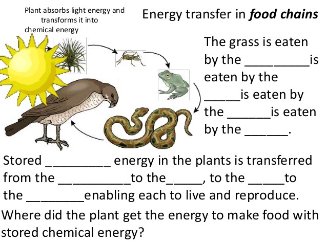 Collection Free Food Chain Worksheets Photos,