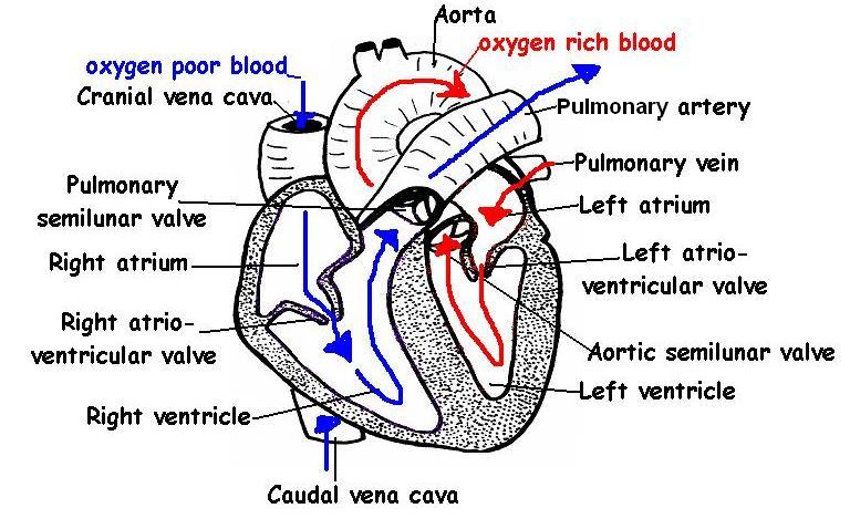 The Anatomy And Physiology Of Animals Heart Worksheet Worksheet