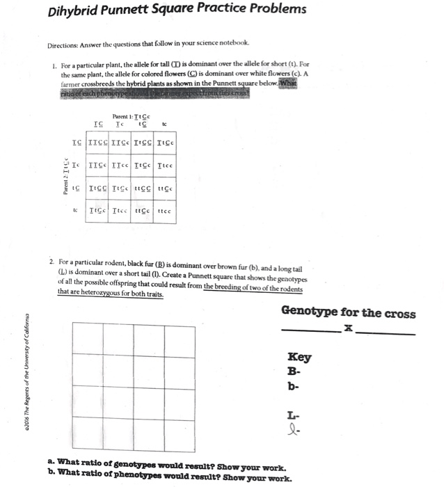 Solved  Dihybrid Punnett Square Practice Problems Directio