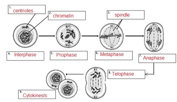 Cell Cycle Review Worksheet