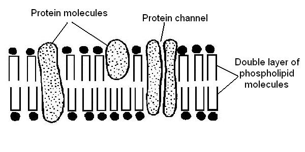 The Anatomy And Physiology Of Animals Plasma Membrane Worksheet