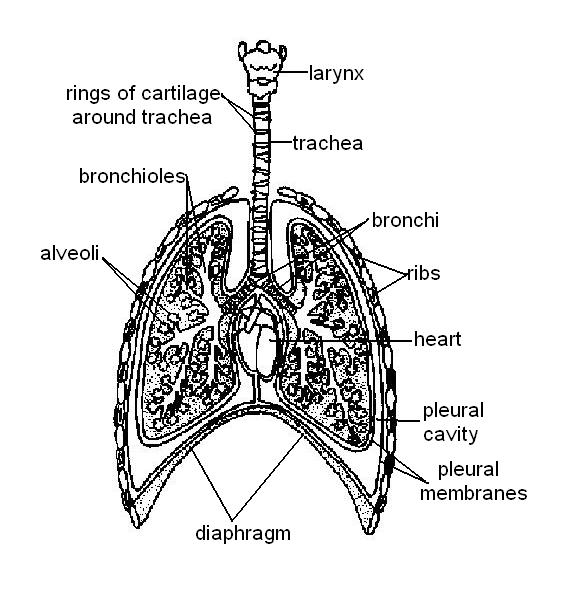 The Anatomy And Physiology Of Animals Respiratory System Worksheet