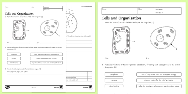 Ks3 Cells And Organization Homework Worksheet   Worksheet