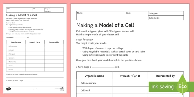 Making A Model Of A Cell Homework Worksheet   Worksheet