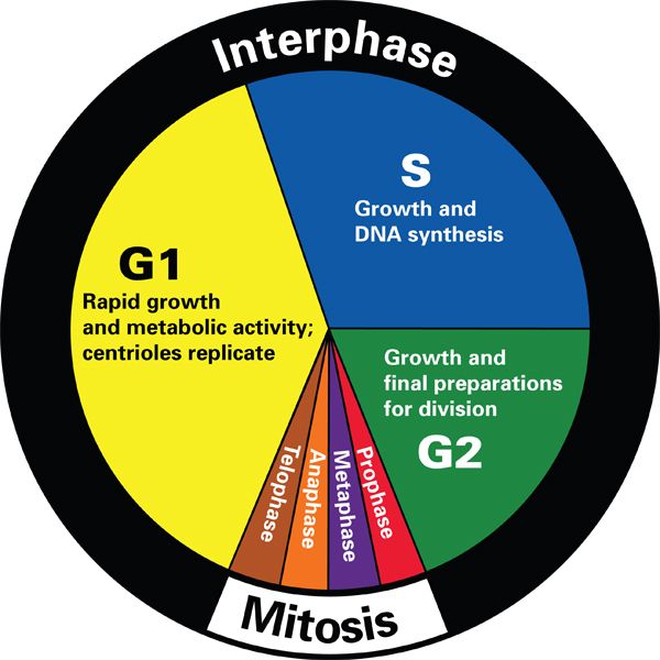 Teaching The Cell Cycle And Mitosis