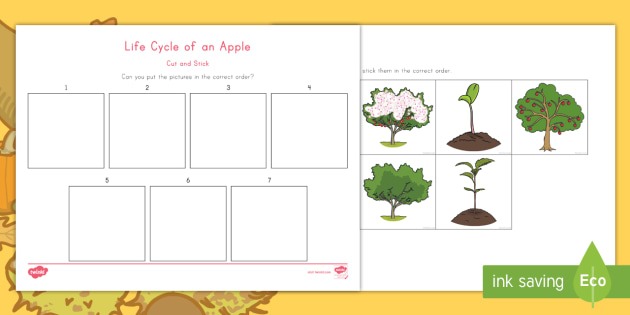 Life Cycle Of An Apple Cut And Stick Worksheet   Worksheet